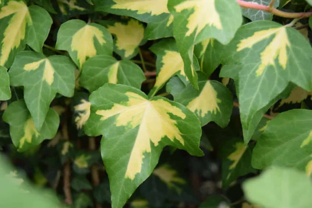 Hedera helix 'Oro di Bogliasco' 60-80 cm